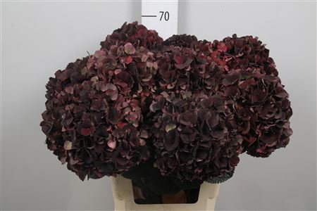 <h4>Hydr Cl M D Ruby</h4>