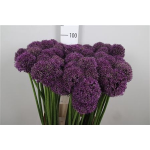 Allium Gla Sensation