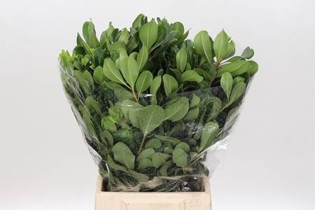 <h4>Pittosporum Tobira</h4>