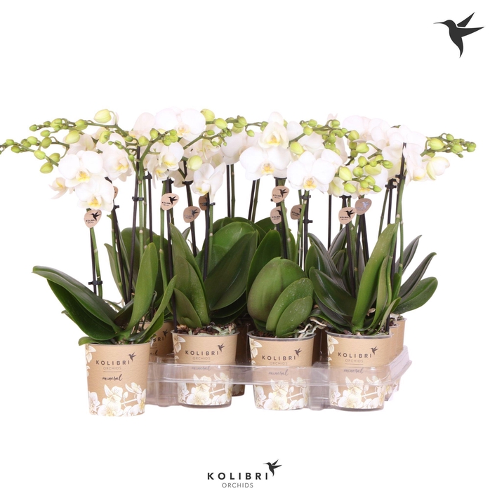 <h4>Kolibri Orchids Phalaenopsis White 2 spike big flower</h4>