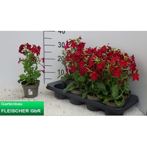 NICOTIANA OV