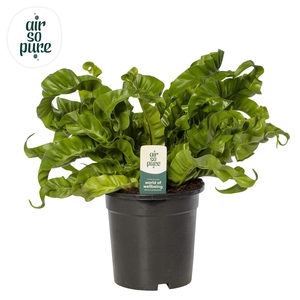 Asplenium antiquum 'Hurricane'