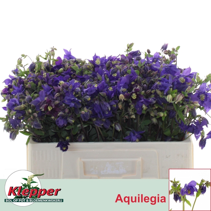 <h4>AQUIL BLUE LADY</h4>