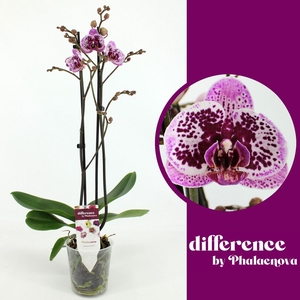 Phalaenopsis overig roze (enkele ta