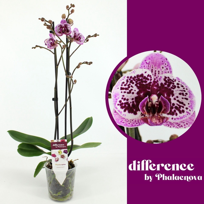<h4>Phalaenopsis overig roze (enkele ta</h4>