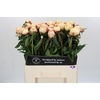 Paeonia Ann Cousins