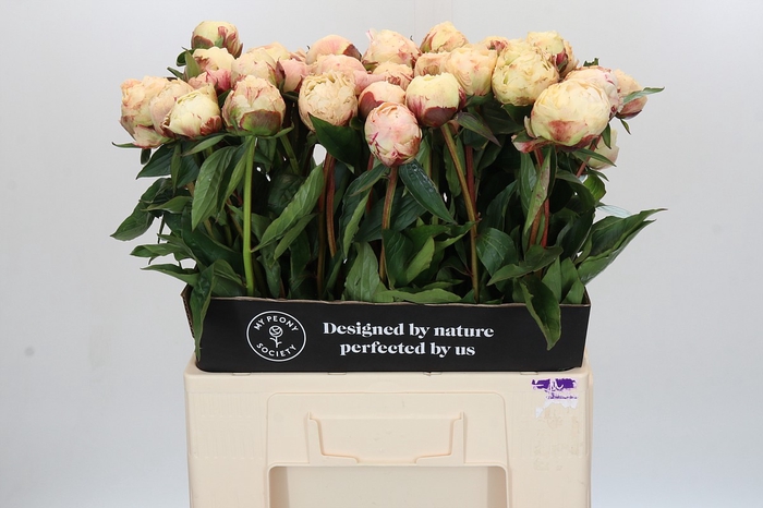 <h4>Paeonia Ann Cousins</h4>