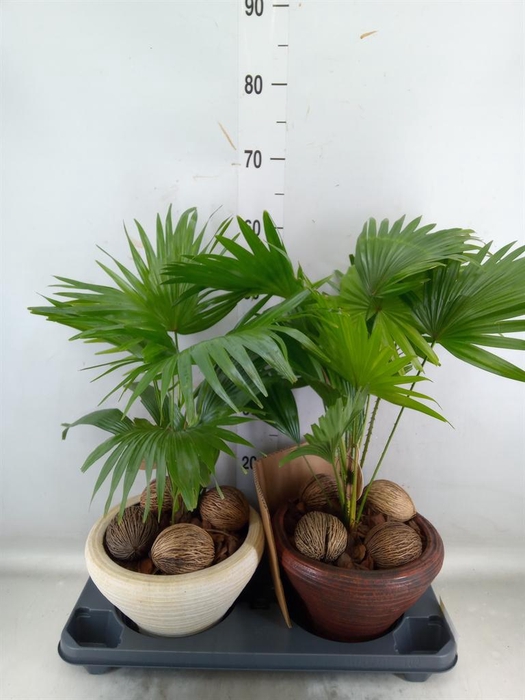 <h4>Livistona rotundifolia</h4>