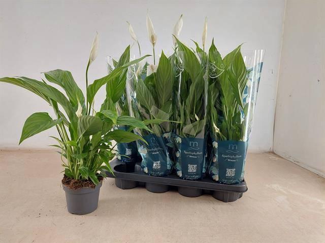 <h4>SPATH STRAUSS</h4>