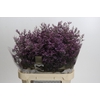 Limonium Safora Pink Sky