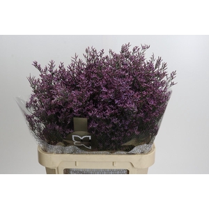 Limonium ov Piuma Sky