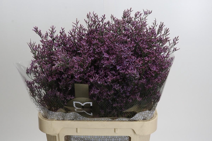 <h4>Limonium ov Piuma Sky</h4>