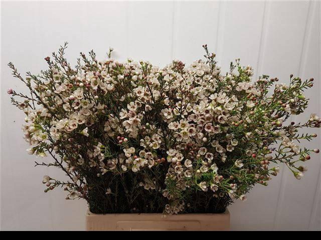 <h4>CHAME UN ELLA</h4>