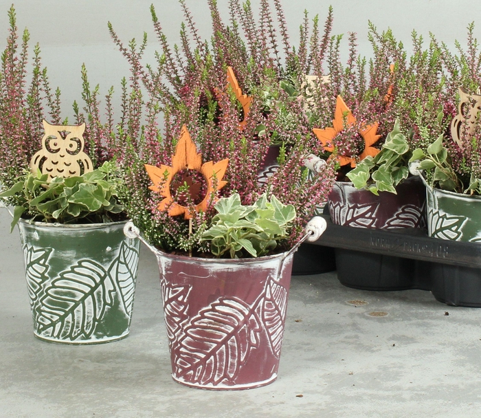 ARR TUINPLANTEN