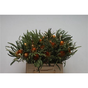 Banksia Dryandra Formosa