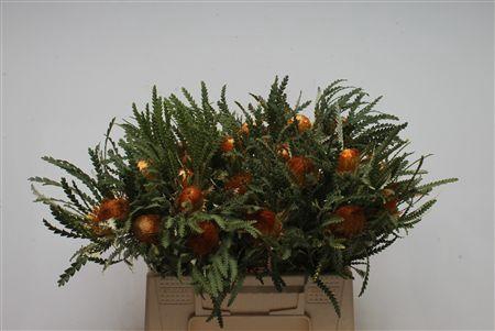 <h4>Banksia Dryandra Formosa</h4>
