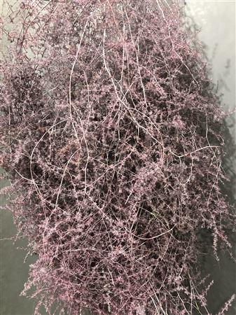 <h4>Asp Klb Old Pink</h4>