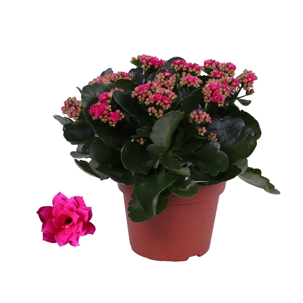 <h4>Kalanchoe Rosalina 15cm Don Victorio paars, Zonder hoes</h4>