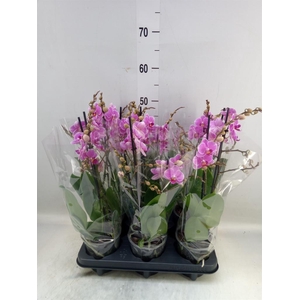 Phalaenopsis multi. 'FC Friday Fli'