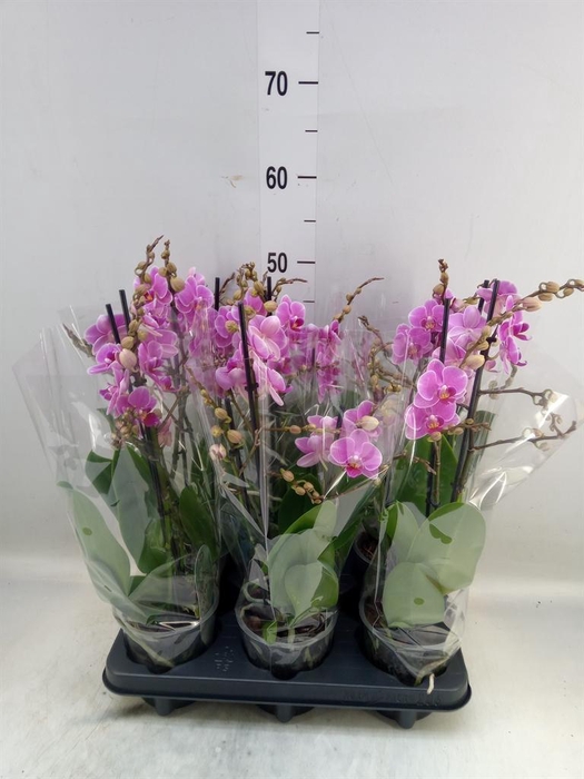 <h4>Phalaenopsis multi. 'FC Friday Fli'</h4>