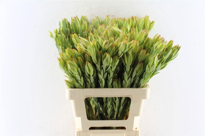 <h4>LEUCAD PROCERUM</h4>