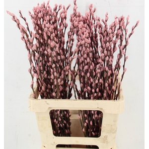 SALIX OV KLB H%