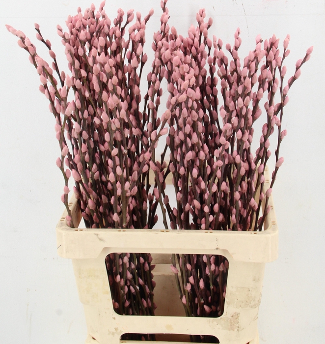 <h4>SALIX OV KLB H%</h4>