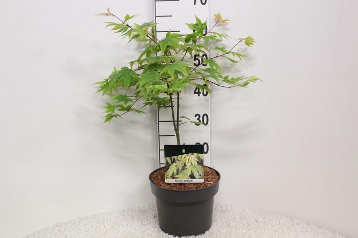 <h4>Acer palmatum 'Osakazuki' P23 potgekweekt</h4>