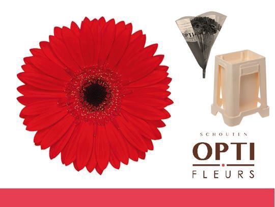 <h4>Gerbera Blinddate Water / Hoes</h4>