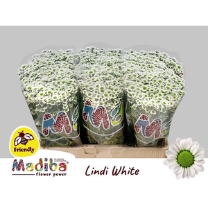 Chr San Madiba Lindi White Helvoort