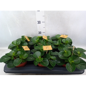 Peperomia obt. 'Red Canyon'