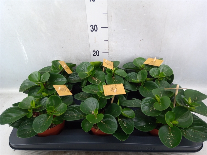 <h4>Peperomia obt. 'Red Canyon'</h4>