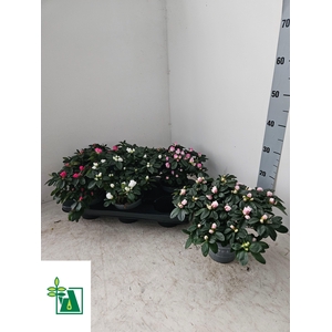 RHODO SI V GEM 3 SRT