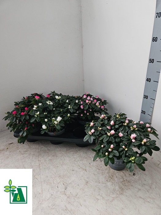 <h4>RHODO SI V GEM 3 SRT</h4>