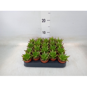 Echeveria agavoides 'Ebony'