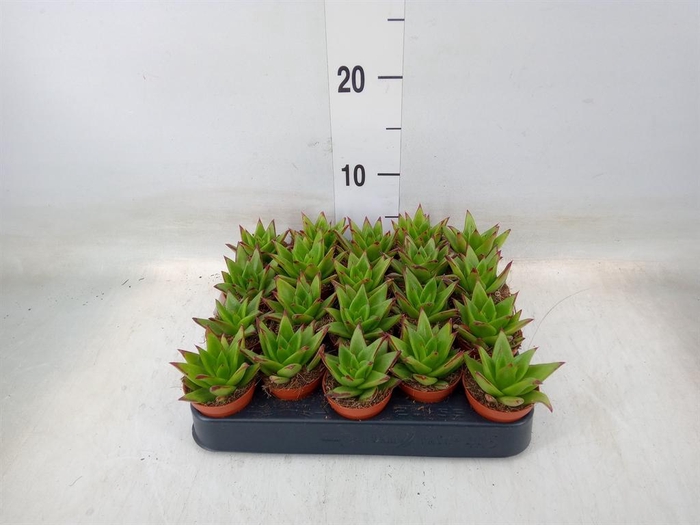 <h4>Echeveria agavoides 'Ebony'</h4>