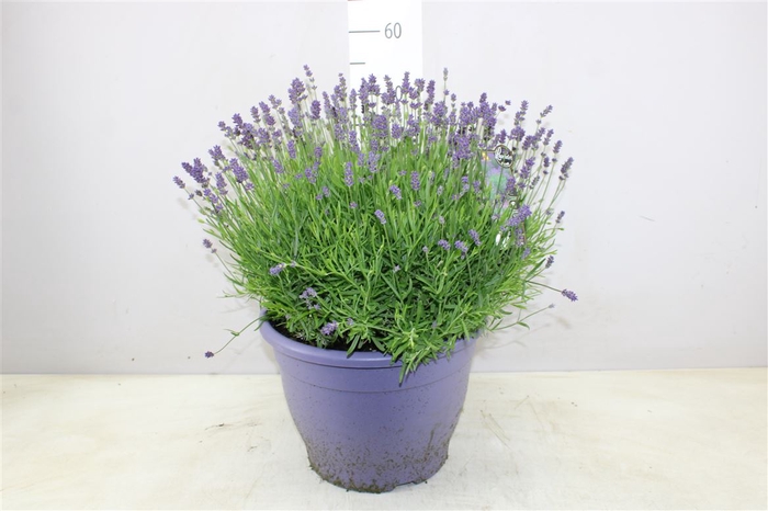<h4>Lavendula An Essence Purple 32cm Lila Pot</h4>