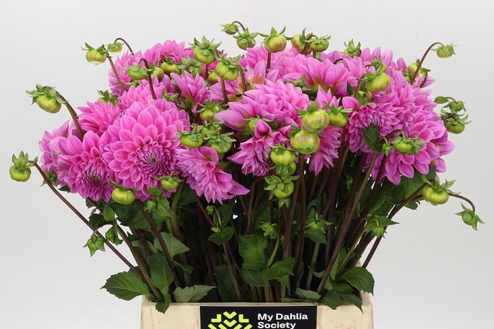<h4>Dahlia Sweet Fabienne</h4>