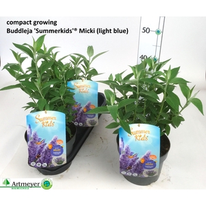 BUDD SUM KID VI BLUE