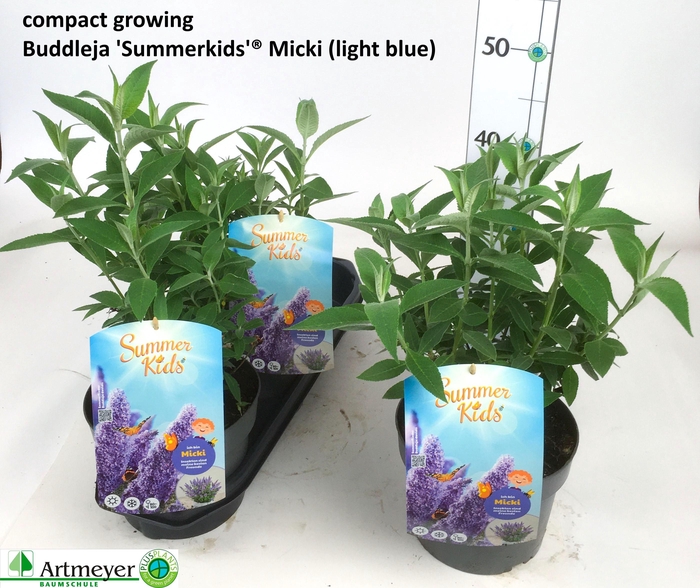 <h4>BUDD SUM KID VI BLUE</h4>