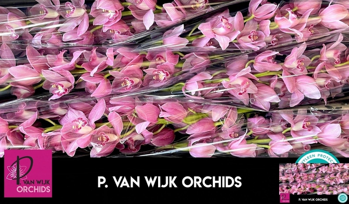 <h4>CYMB T CALSLAGEN</h4>