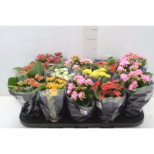 KALANCHOE DOBRADO P11