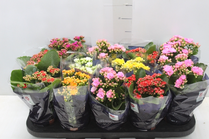 <h4>KALANCHOE DOBRADO P11</h4>