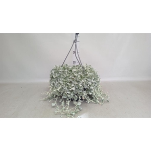 Dichondra argentea 'Silver Falls'