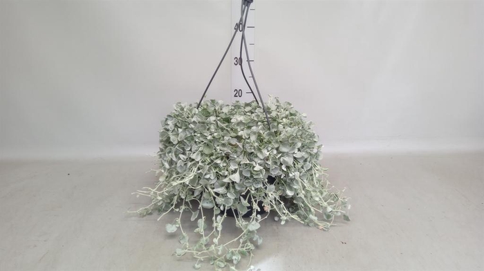 <h4>Dichondra argentea 'Silver Falls'</h4>
