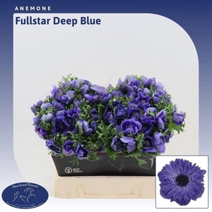 Anem Co Fstar D Blue