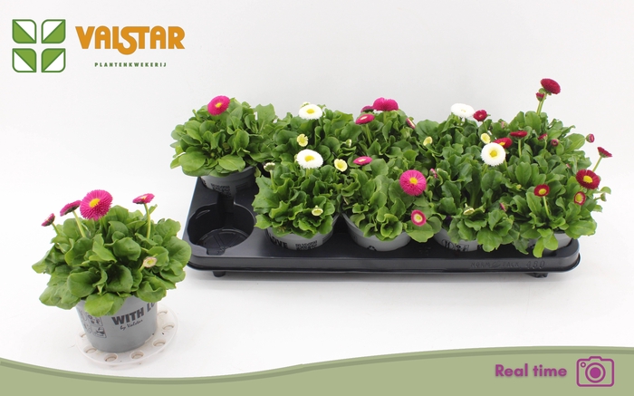 <h4>BELLIS P KL BEL GEM</h4>