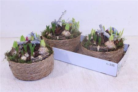 <h4>Arr Bol Knolgewas</h4>