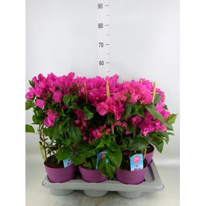 Bougainvillea  'Vera Dp Purple Imp'