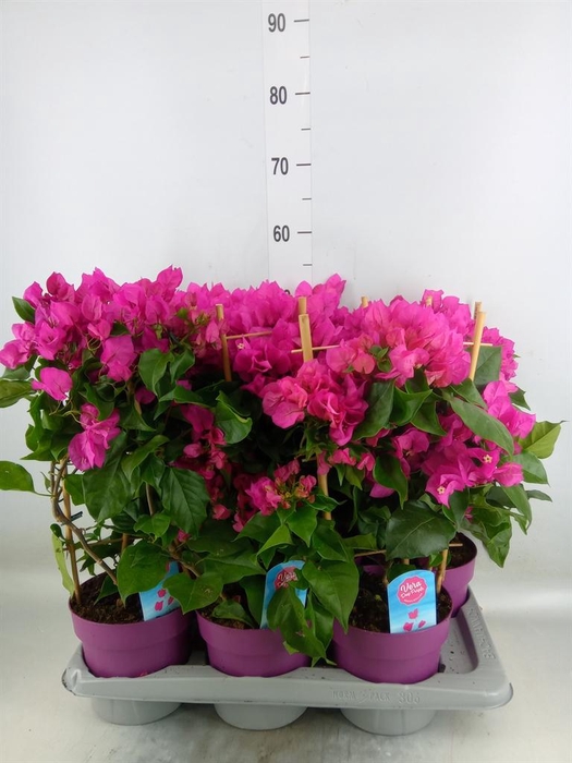 <h4>Bougainvillea  'Vera Dp Purple Imp'</h4>